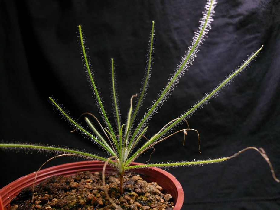 «ö¦¹¦b·sµøµ¡ÂsÄý¹Ï¤ù