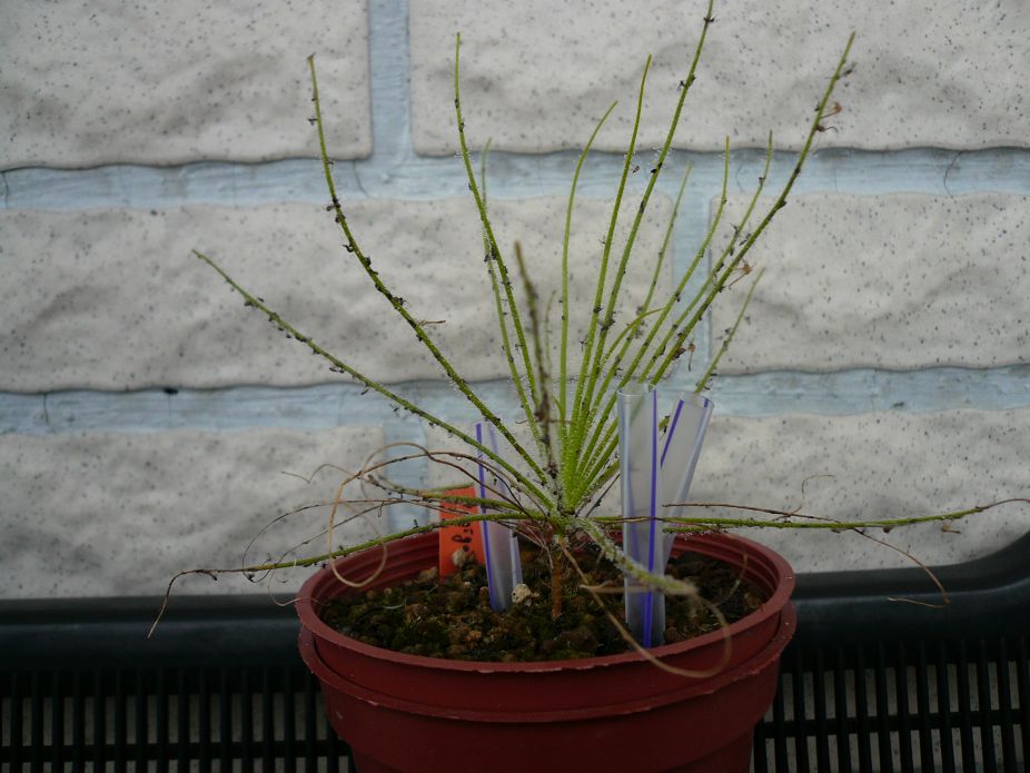 «ö¦¹¦b·sµøµ¡ÂsÄý¹Ï¤ù