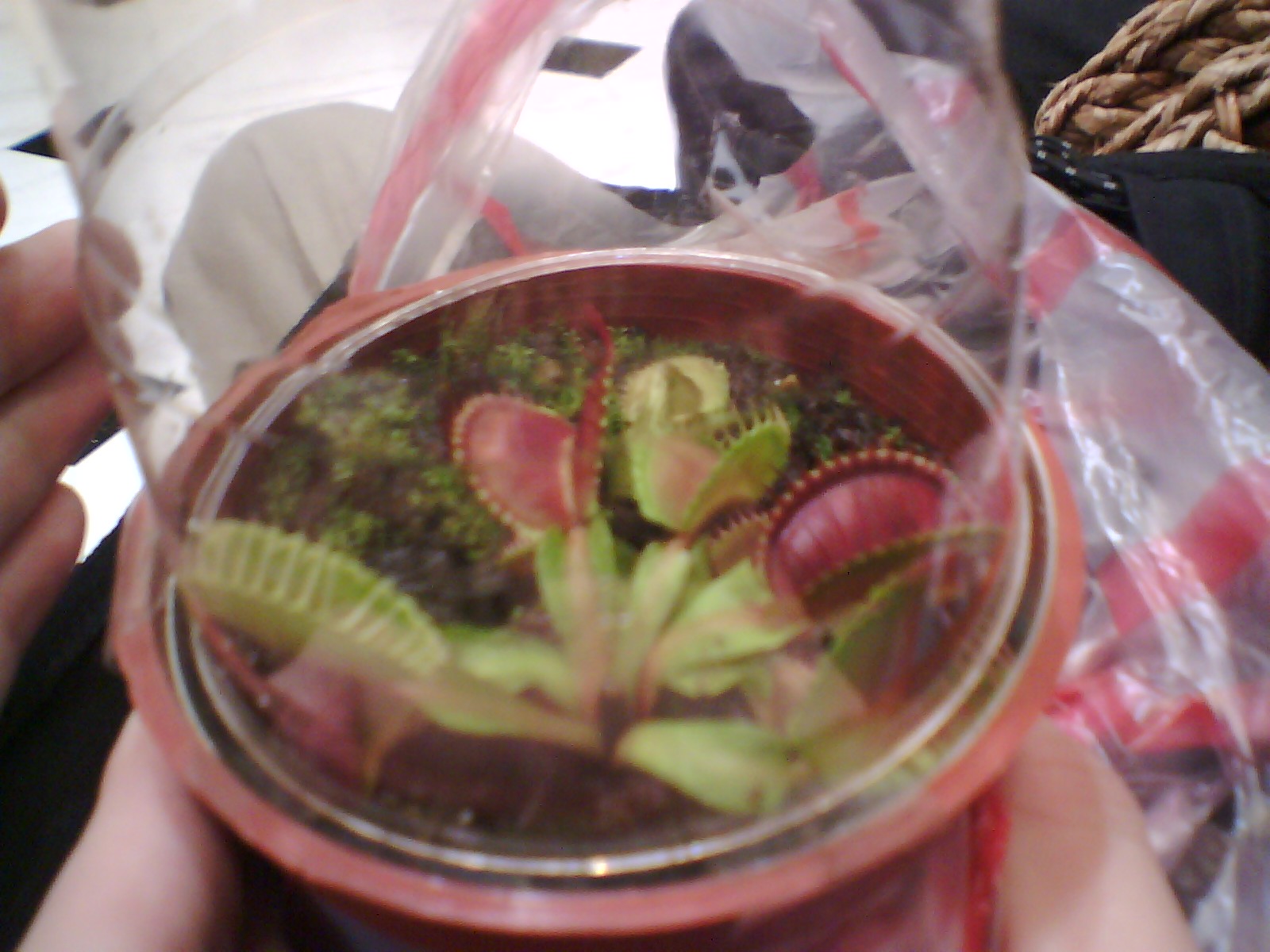 按此在新視窗瀏覽圖片