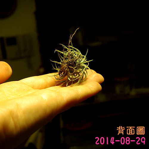 按此在新視窗瀏覽圖片