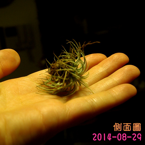 按此在新視窗瀏覽圖片