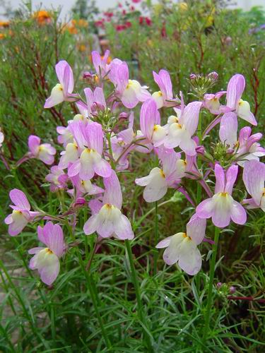 «ö¦¹¦b·sµøµ¡ÂsÄý¹Ï¤ù