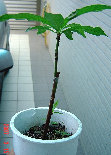 按此在新視窗瀏覽圖片
