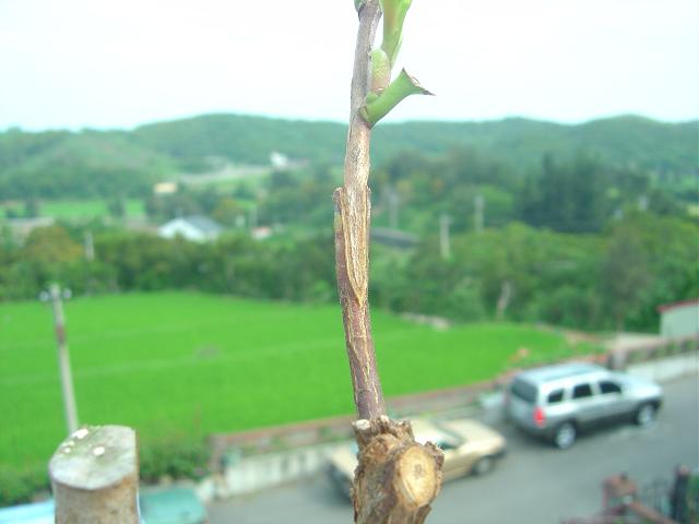 按此在新視窗瀏覽圖片