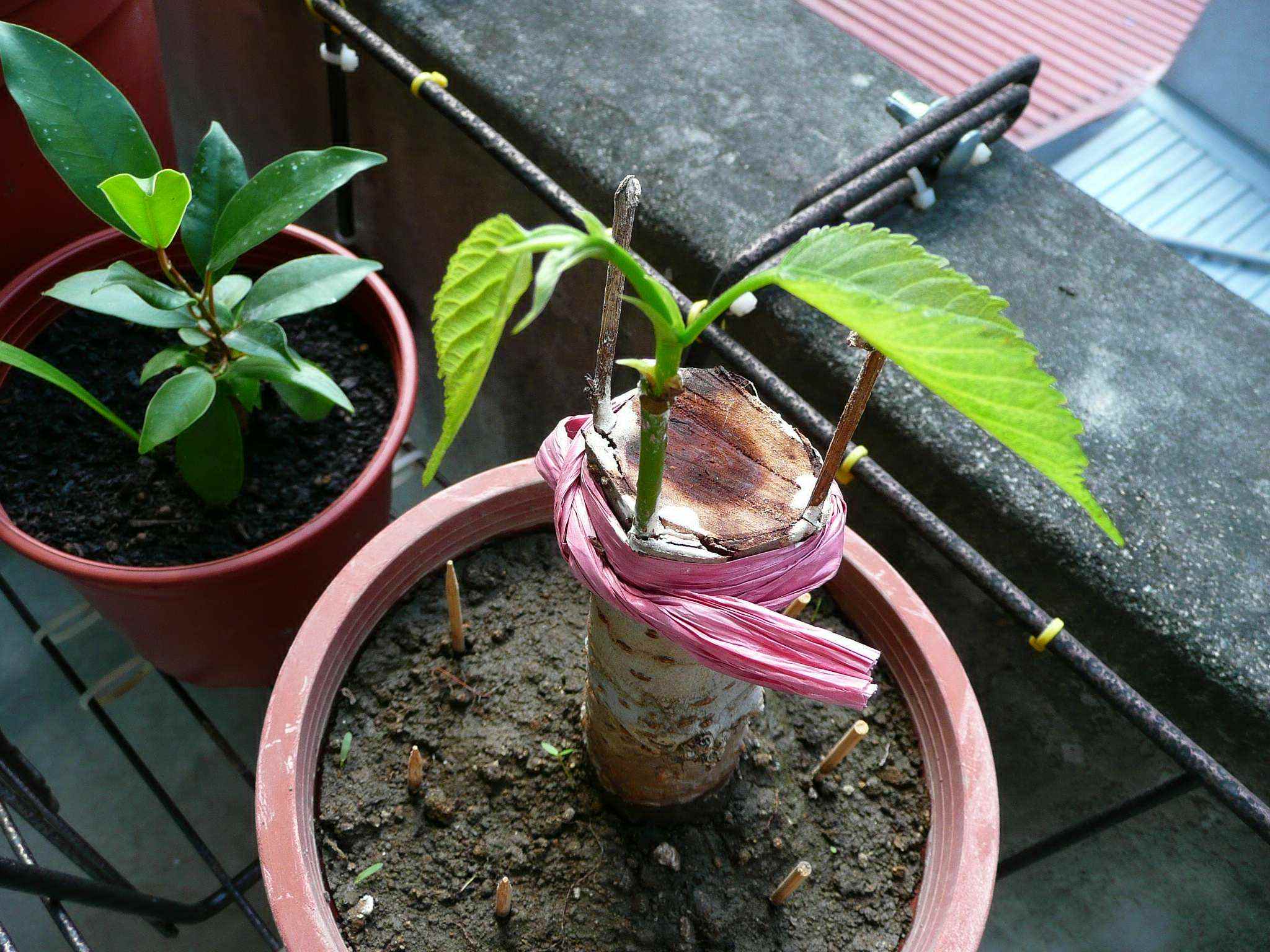 按此在新視窗瀏覽圖片