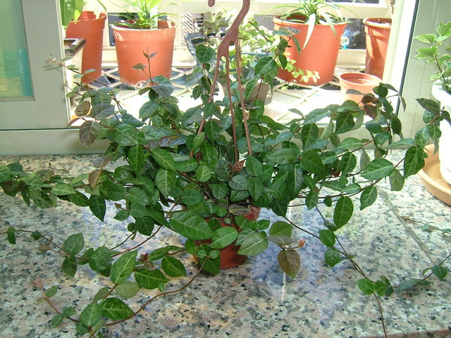 «ö¦¹¦b·sµøµ¡ÂsÄý¹Ï¤ù