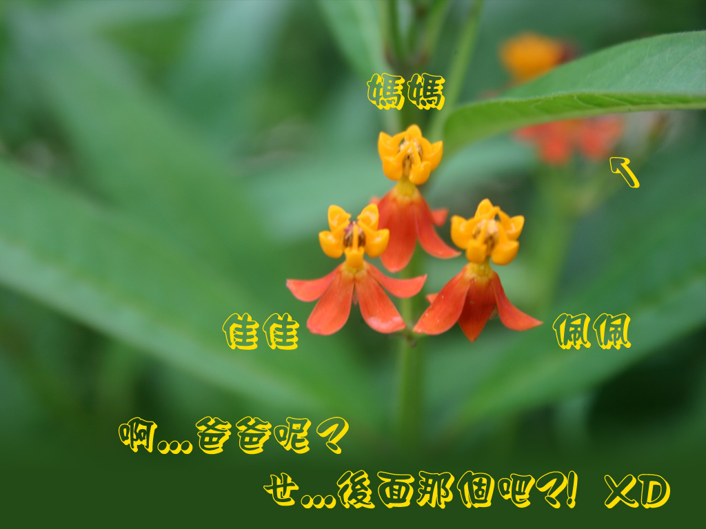按此在新視窗瀏覽圖片