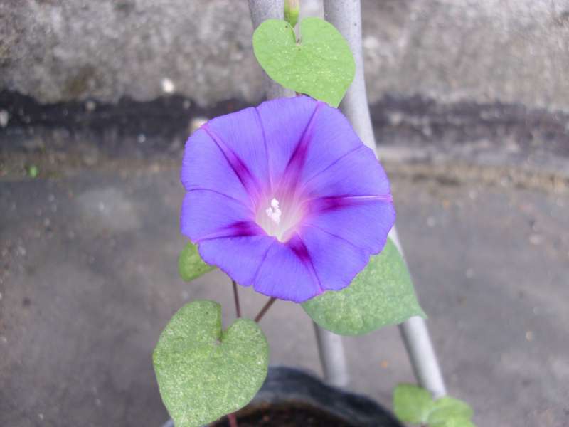 «ö¦¹¦b·sµøµ¡ÂsÄý¹Ï¤ù