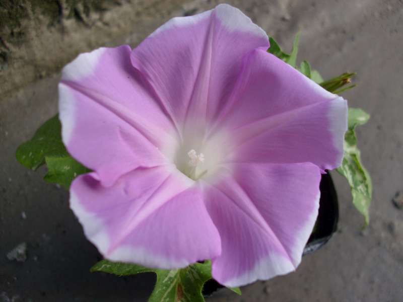 «ö¦¹¦b·sµøµ¡ÂsÄý¹Ï¤ù