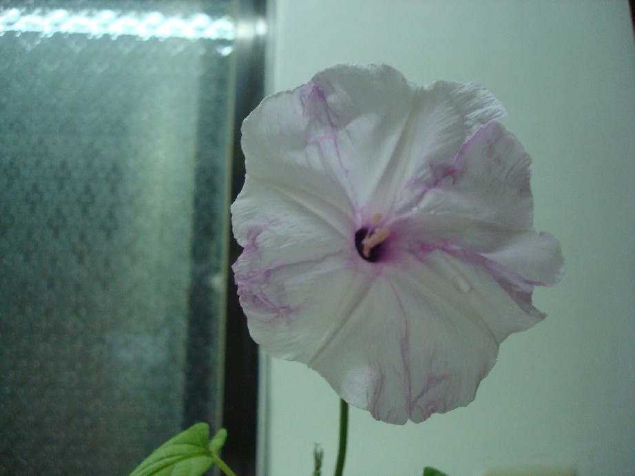 «ö¦¹¦b·sµøµ¡ÂsÄý¹Ï¤ù