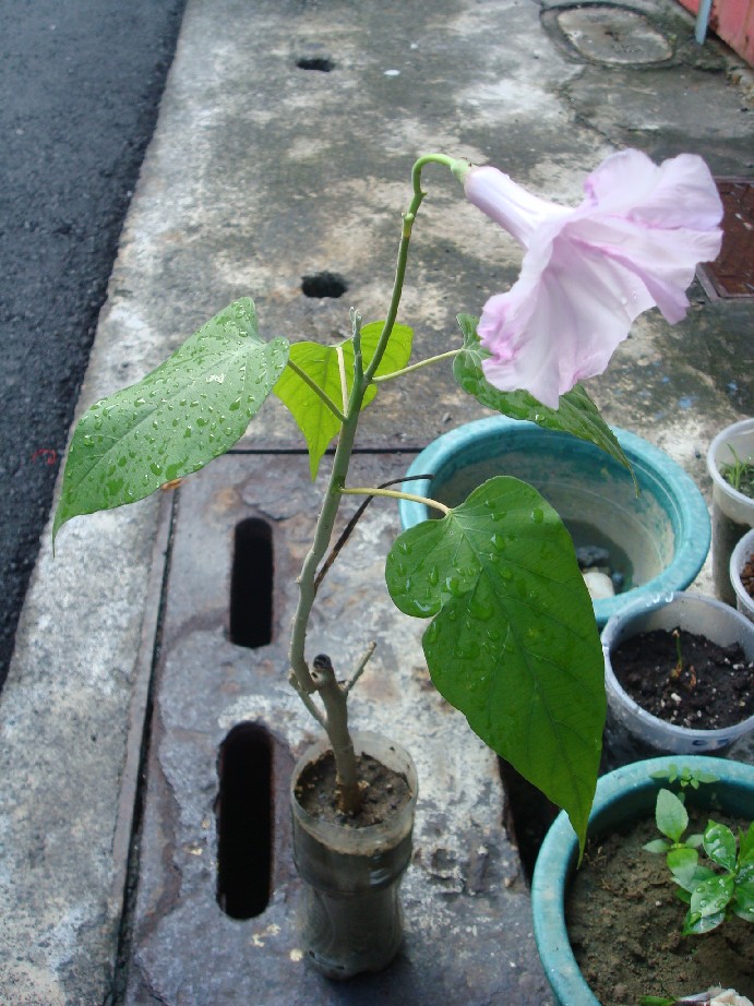 «ö¦¹¦b·sµøµ¡ÂsÄý¹Ï¤ù