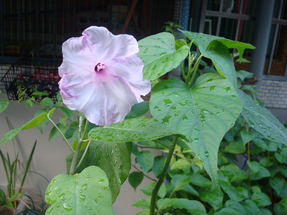 «ö¦¹¦b·sµøµ¡ÂsÄý¹Ï¤ù