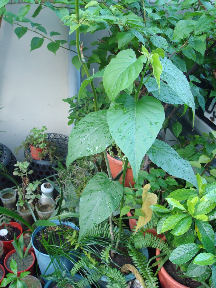 «ö¦¹¦b·sµøµ¡ÂsÄý¹Ï¤ù