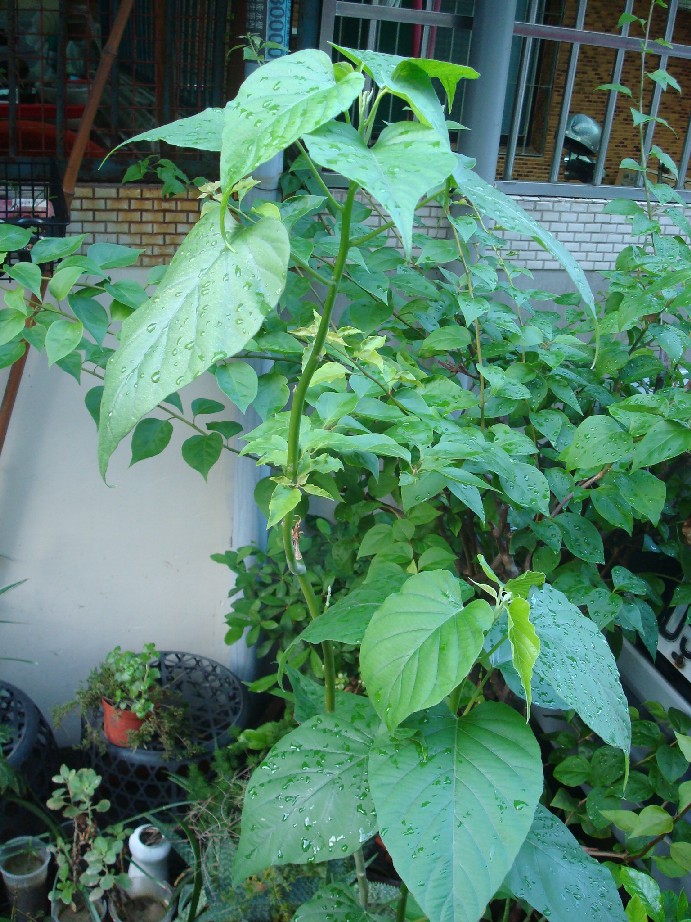 «ö¦¹¦b·sµøµ¡ÂsÄý¹Ï¤ù