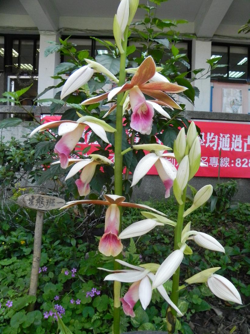 «ö¦¹¦b·sµøµ¡ÂsÄý¹Ï¤ù