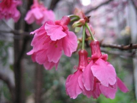 «ö¦¹¦b·sµøµ¡ÂsÄý¹Ï¤ù