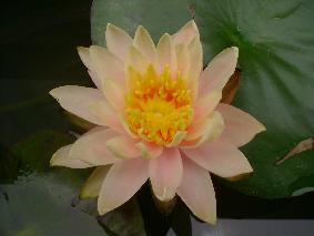 «ö¦¹¦b·sµøµ¡ÂsÄý¹Ï¤ù