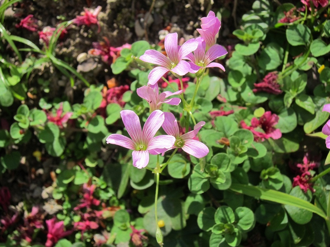 «ö¦¹¦b·sµøµ¡ÂsÄý¹Ï¤ù