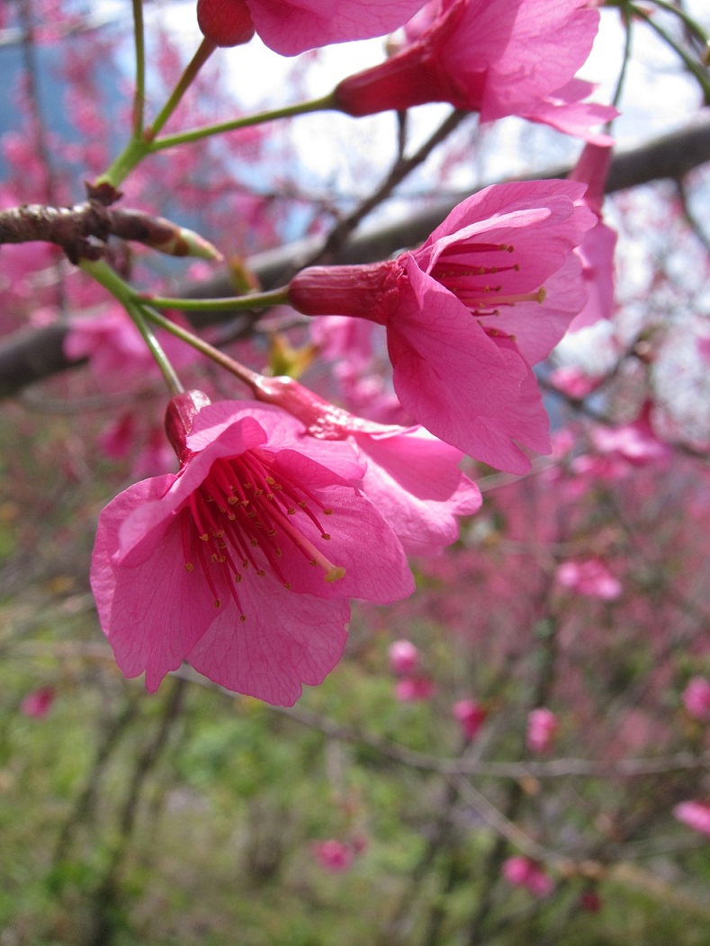 «ö¦¹¦b·sµøµ¡ÂsÄý¹Ï¤ù