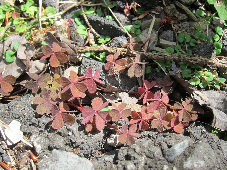 «ö¦¹¦b·sµøµ¡ÂsÄý¹Ï¤ù