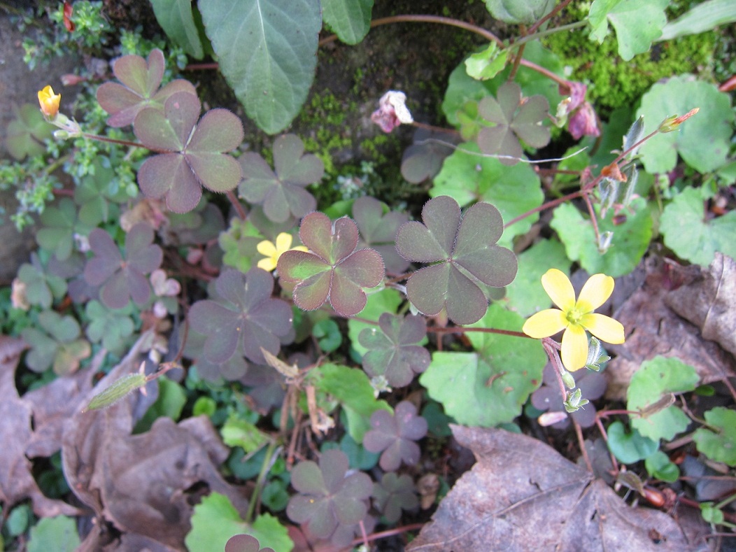 «ö¦¹¦b·sµøµ¡ÂsÄý¹Ï¤ù