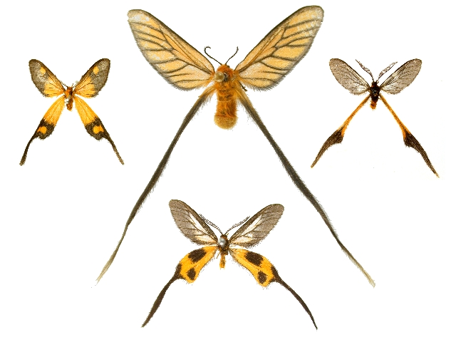 «ö¦¹¦b·sµøµ¡ÂsÄý¹Ï¤ù