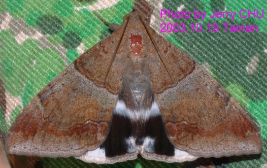 按此在新視窗瀏覽圖片