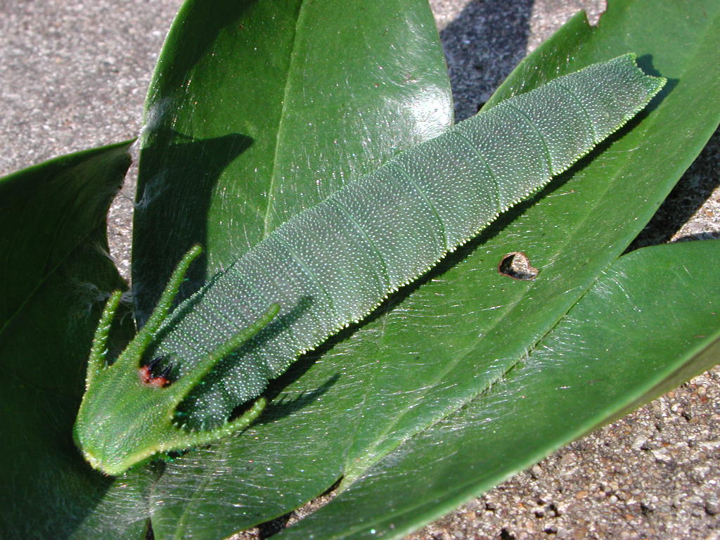 按此在新視窗瀏覽圖片
