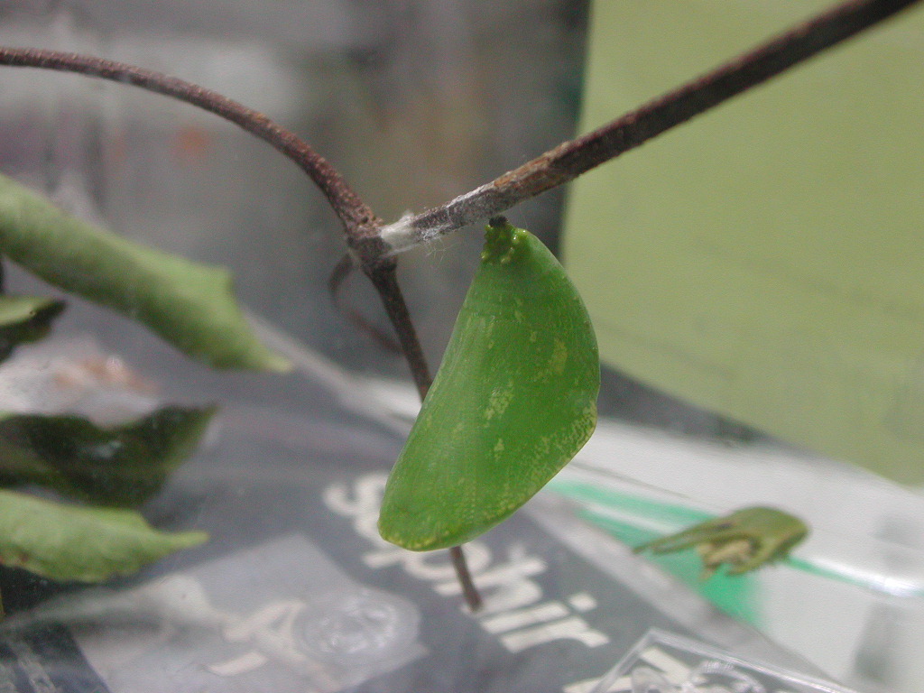 按此在新視窗瀏覽圖片