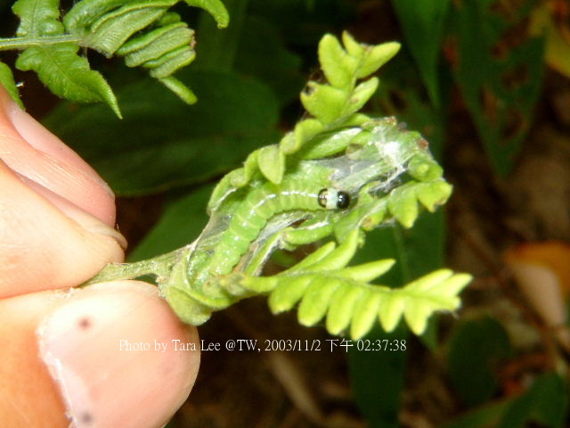 «ö¦¹¦b·sµøµ¡ÂsÄý¹Ï¤ù