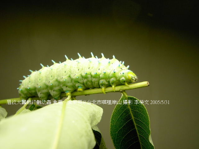 按此在新視窗瀏覽圖片