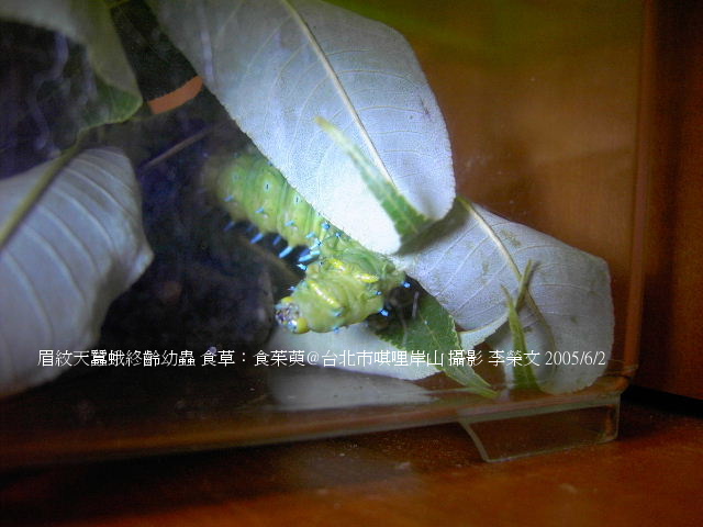 按此在新視窗瀏覽圖片