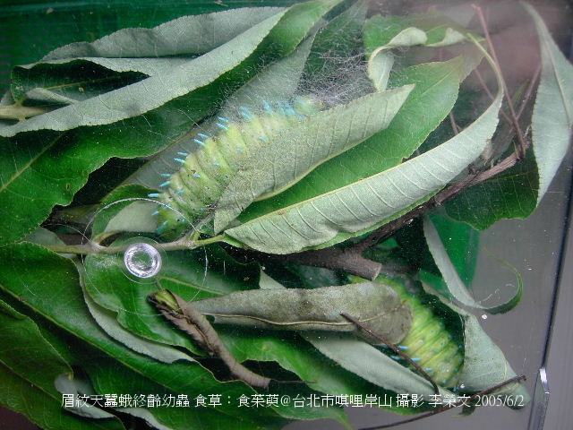 按此在新視窗瀏覽圖片