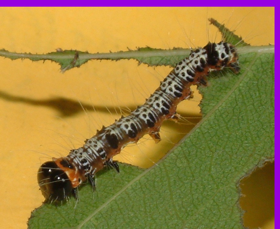 按此在新視窗瀏覽圖片