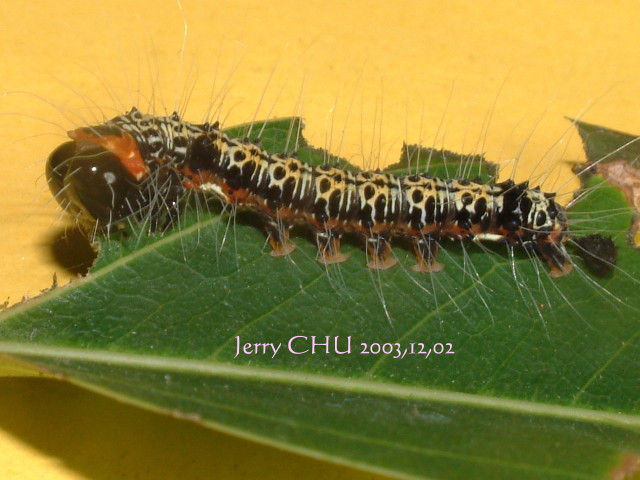 按此在新視窗瀏覽圖片