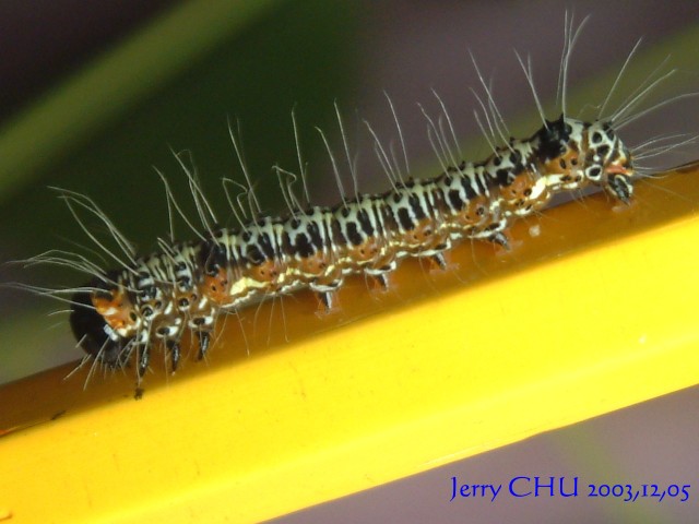 按此在新視窗瀏覽圖片