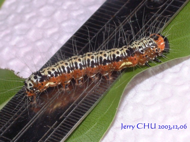 按此在新視窗瀏覽圖片