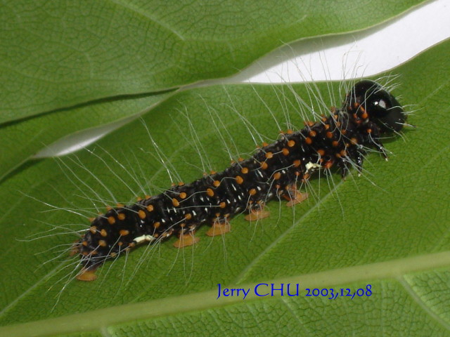 按此在新視窗瀏覽圖片