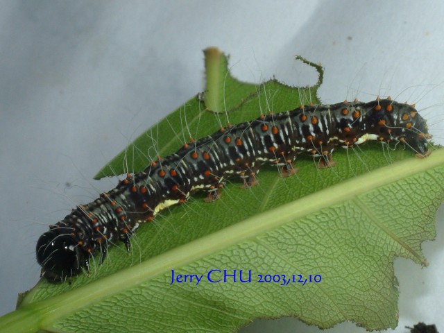 按此在新視窗瀏覽圖片