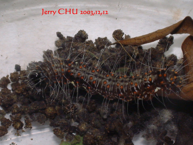 按此在新視窗瀏覽圖片