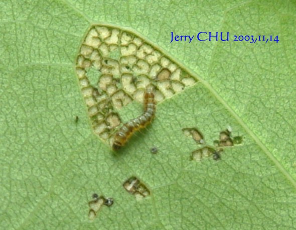 按此在新視窗瀏覽圖片