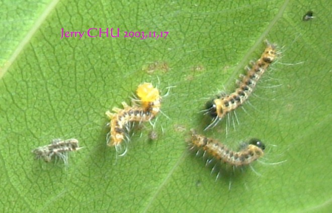 按此在新視窗瀏覽圖片