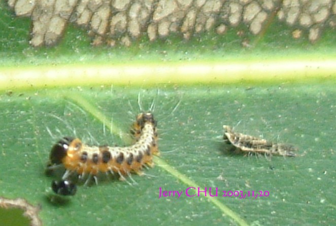 按此在新視窗瀏覽圖片