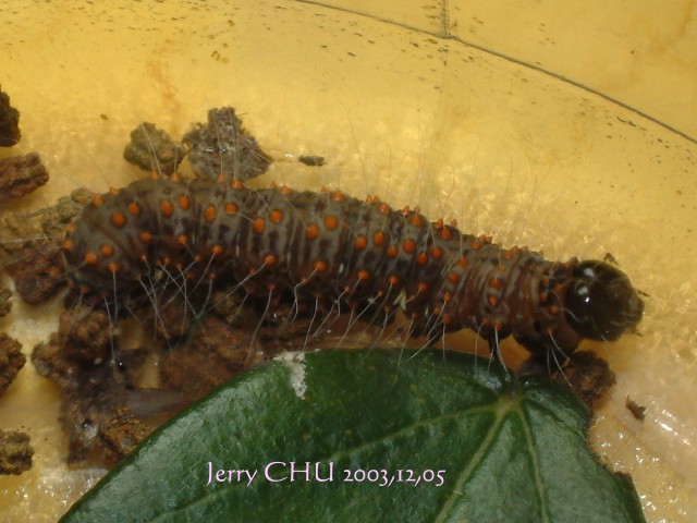 按此在新視窗瀏覽圖片