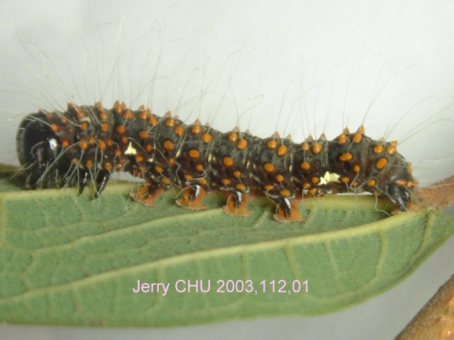 按此在新視窗瀏覽圖片