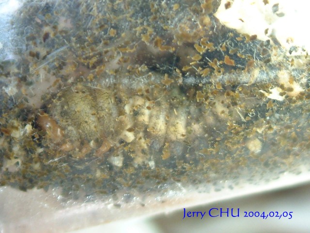 按此在新視窗瀏覽圖片