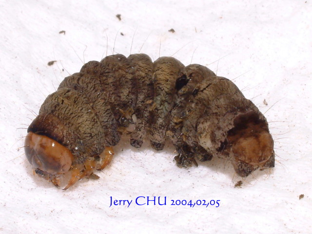 按此在新視窗瀏覽圖片