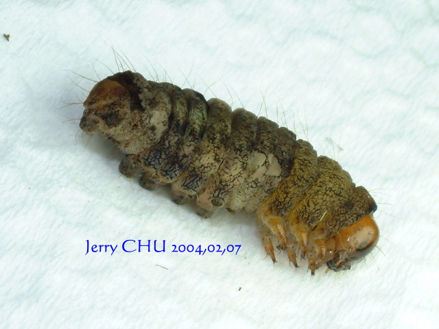 按此在新視窗瀏覽圖片