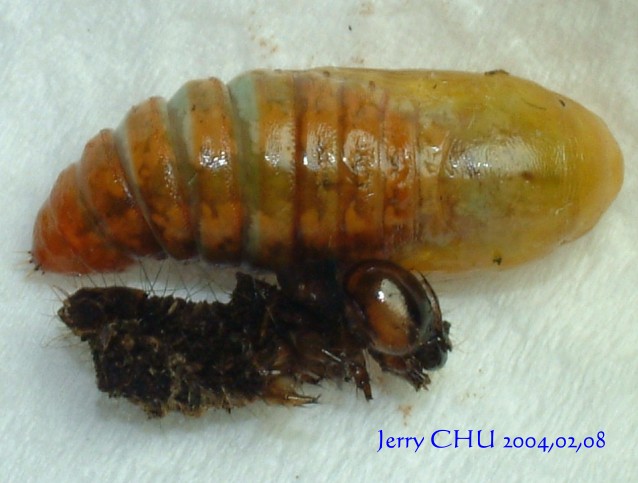 按此在新視窗瀏覽圖片