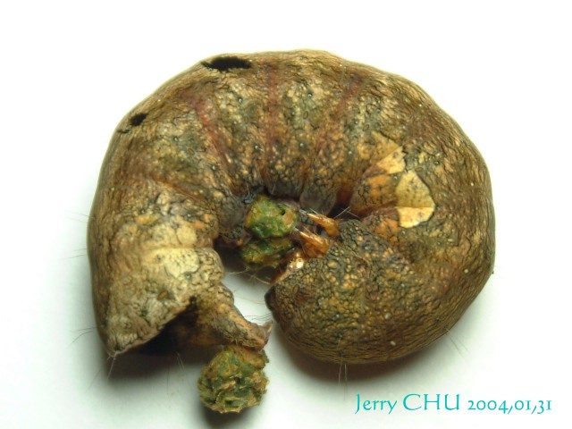 按此在新視窗瀏覽圖片